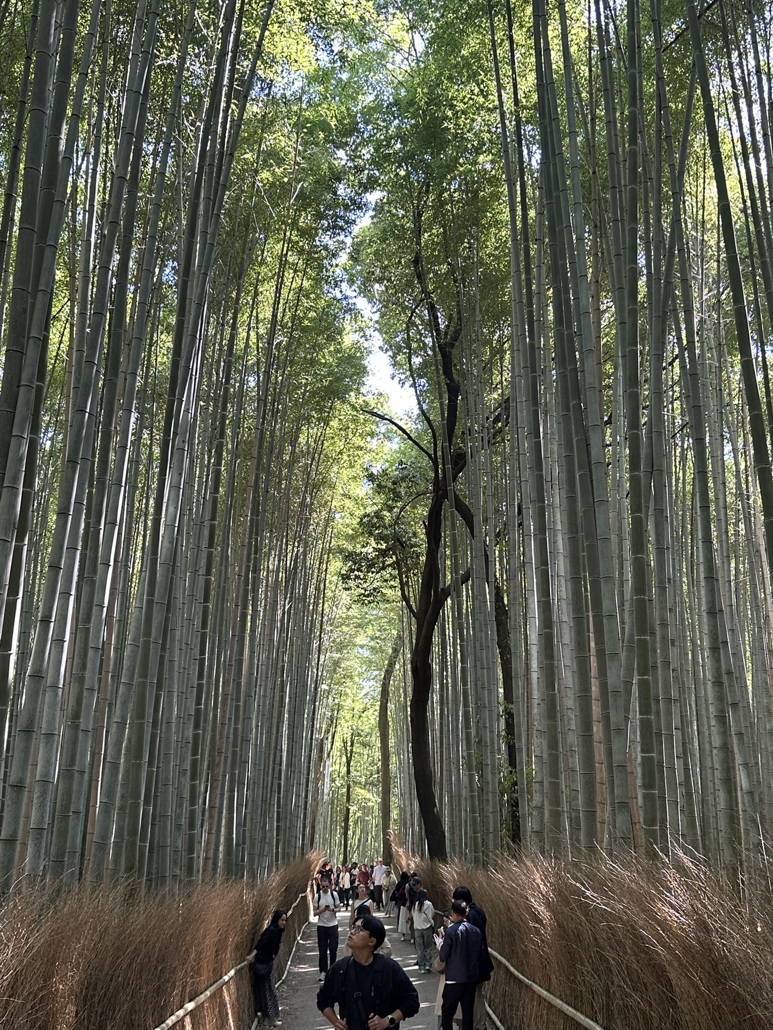 Day 2 — Nature, Temples, and Kyoto's Most Iconic Views