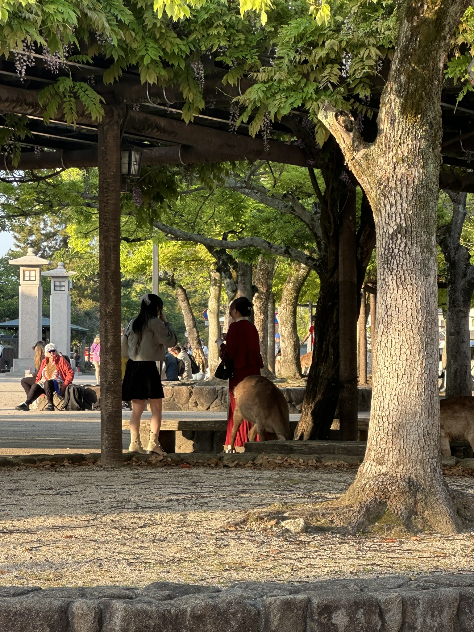 Miyajima Island & A Taste of Kobe photo 5