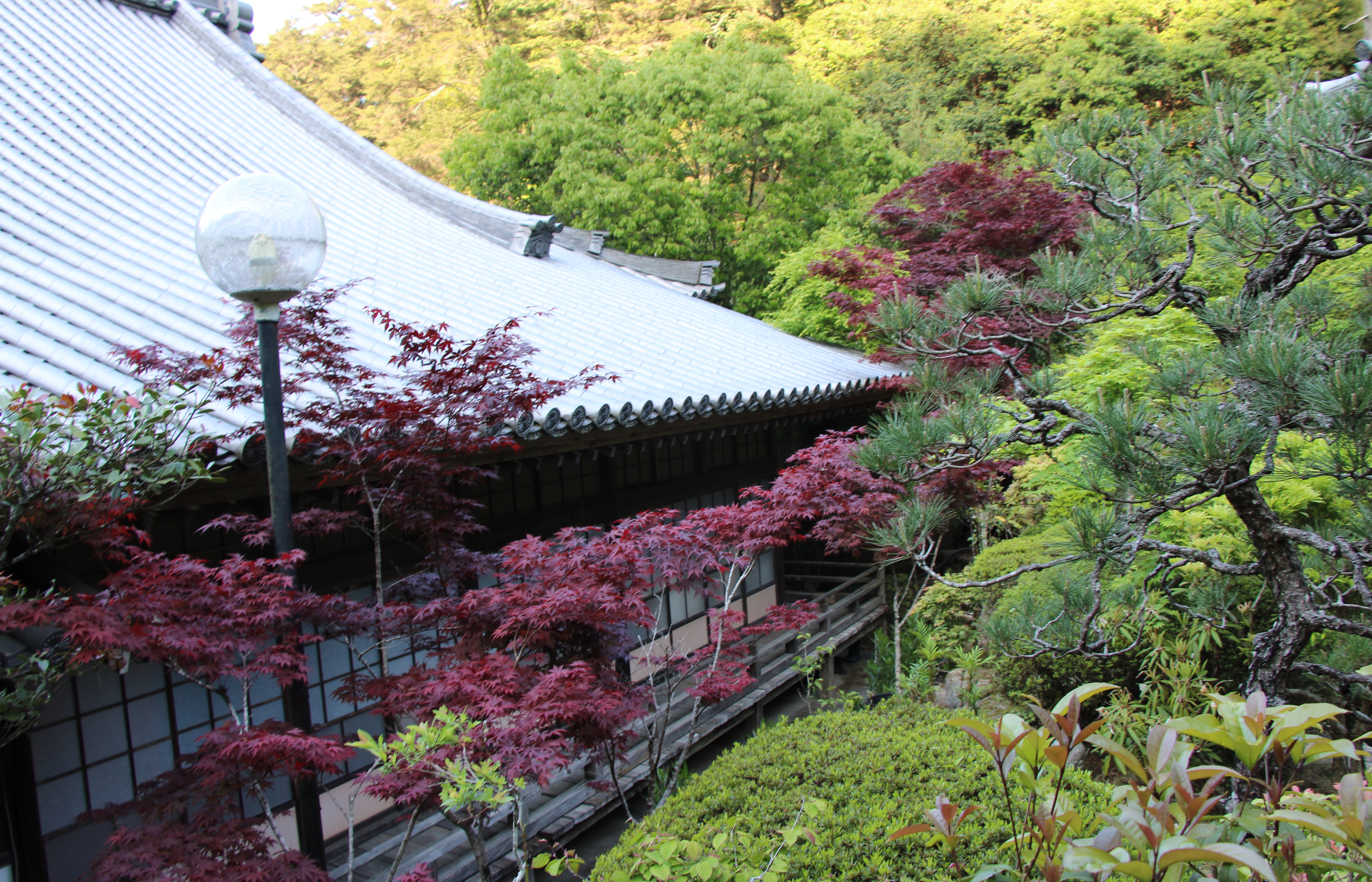 Miyajima Island & A Taste of Kobe photo 13