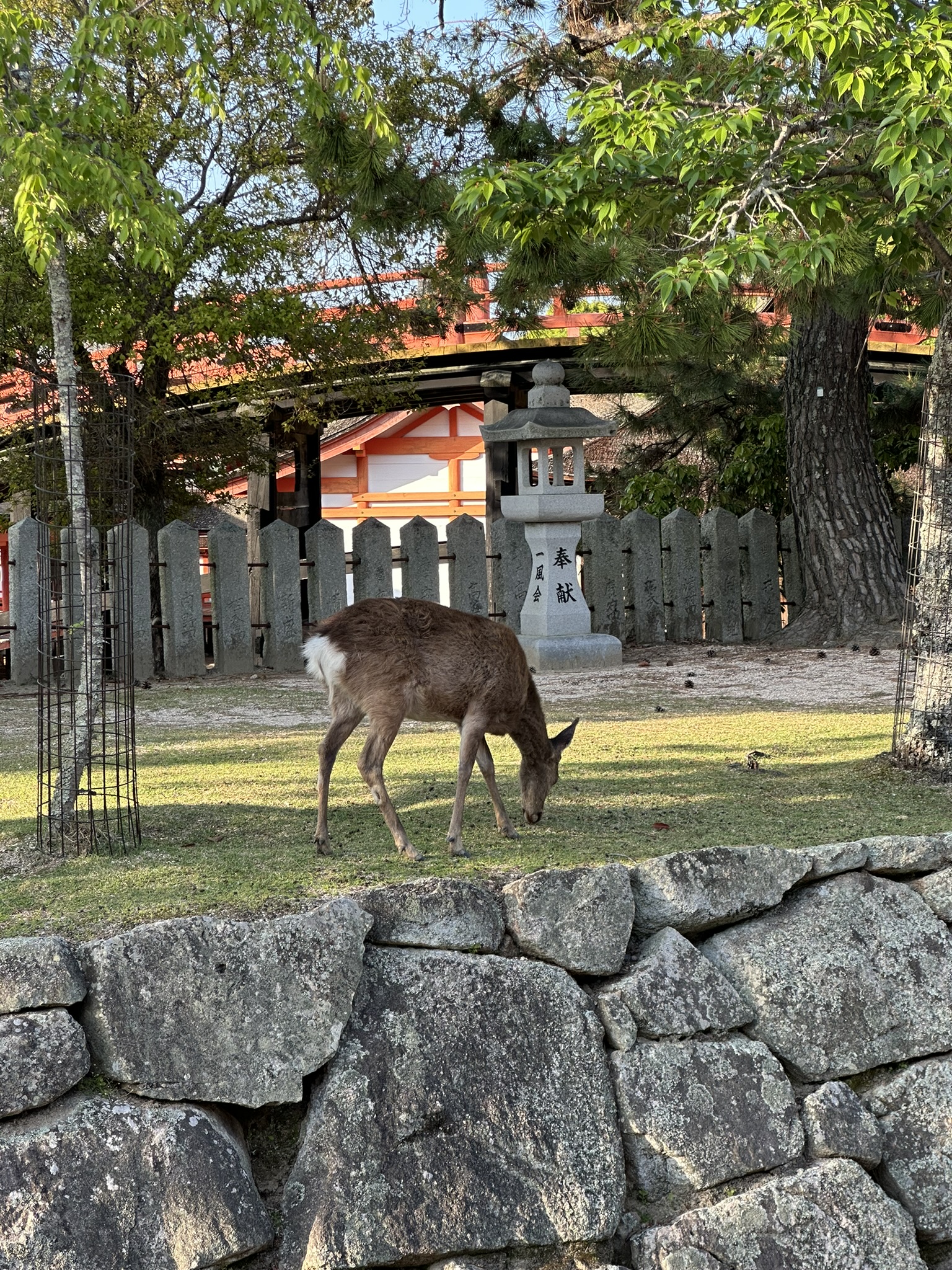 Miyajima Island & A Taste of Kobe photo 4